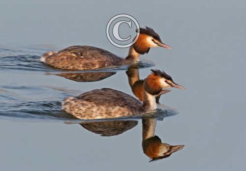 Great Crested Grebes 3
